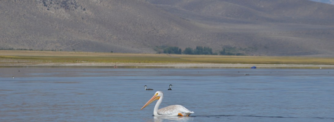 Crowley Lake California
