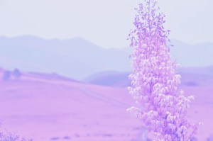 Pink landscape Boney Mountain