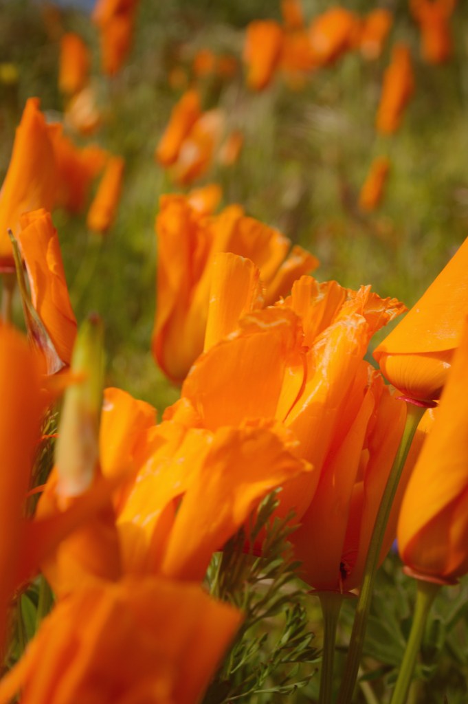 Orange poppies LaVonne Grady photography