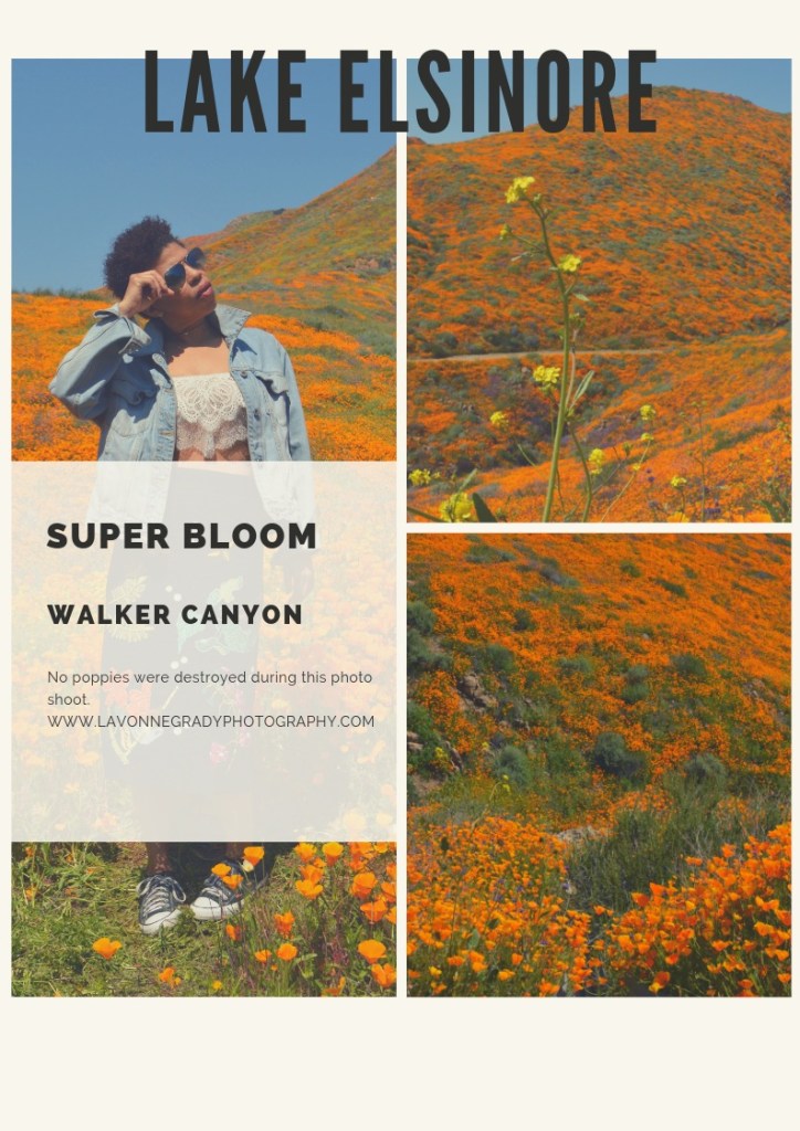 Lake Elsinore poppy super bloom