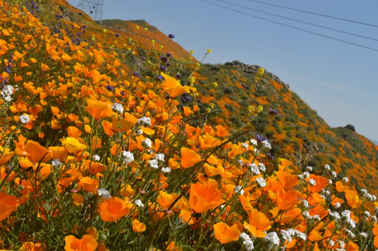 Lavonne Grady photography walker canyon Lake Elsinore super bloom